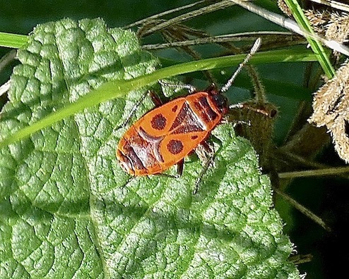 Gendarme beetle